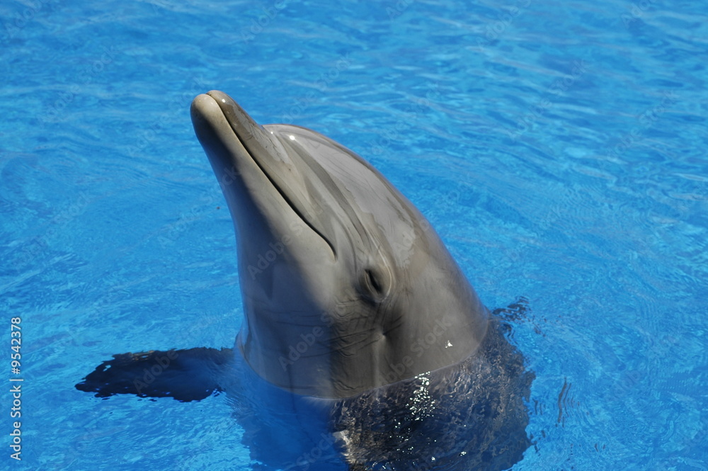 Naklejka premium DAUPHIN 7