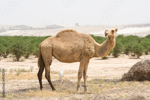 Young camel in the desert