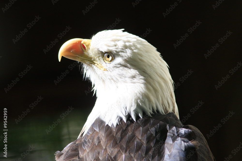 Obraz premium aigle pecheur portrait de profil