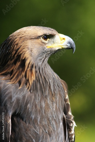 aigle royal portrait de profil