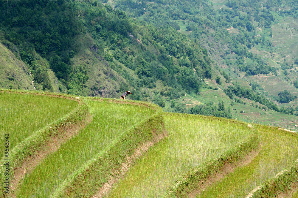 riziere de montagne (Yunnan - Chine)