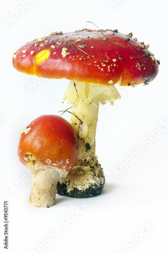 Fly agaric