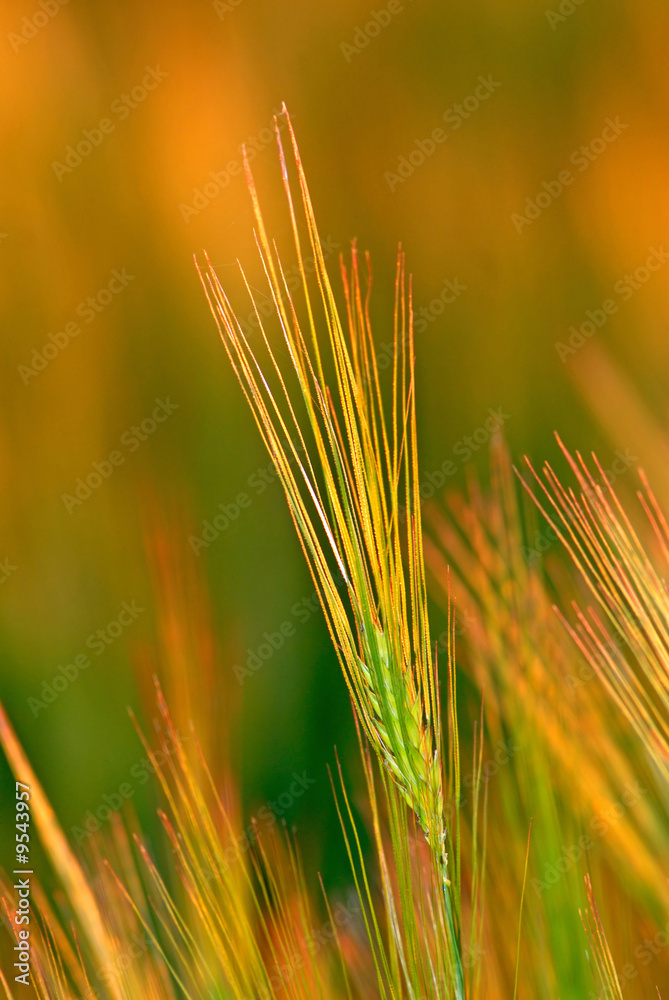 green ear wheat in orange beams of coming sun in steppes green ear wheat in orange beams of coming sun in steppes