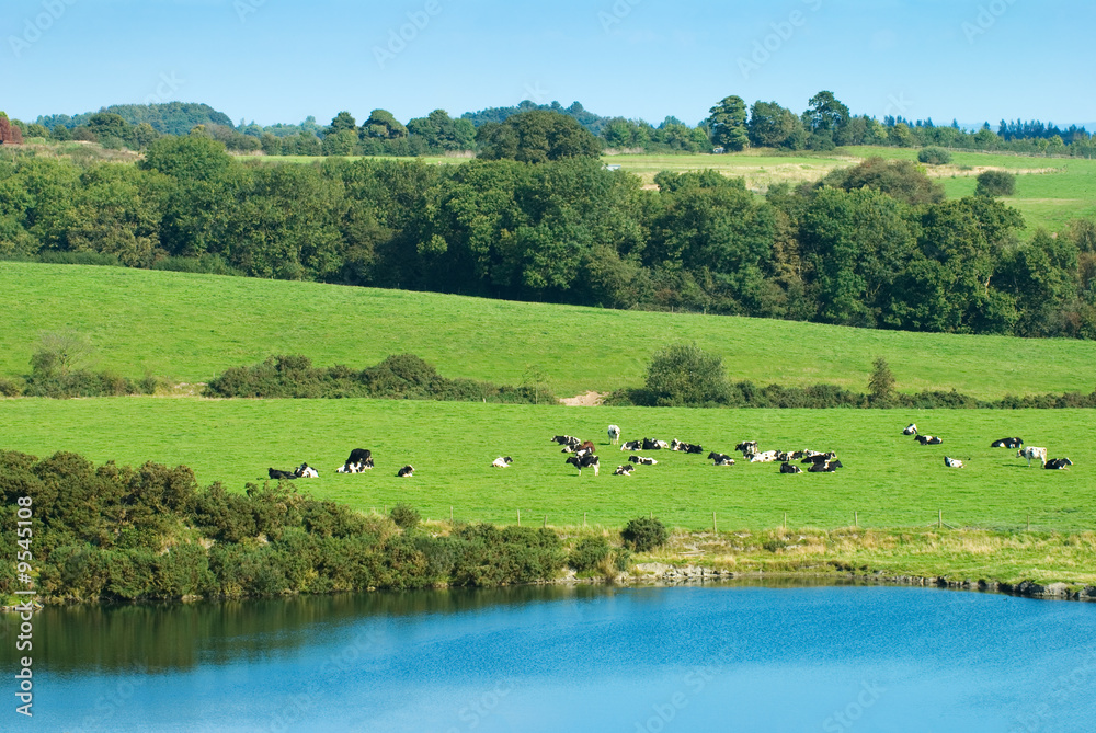 Cows relaxing in the Autumn sun in Shropshire, England Cows relaxing in the Autumn sun in Shropshire, England