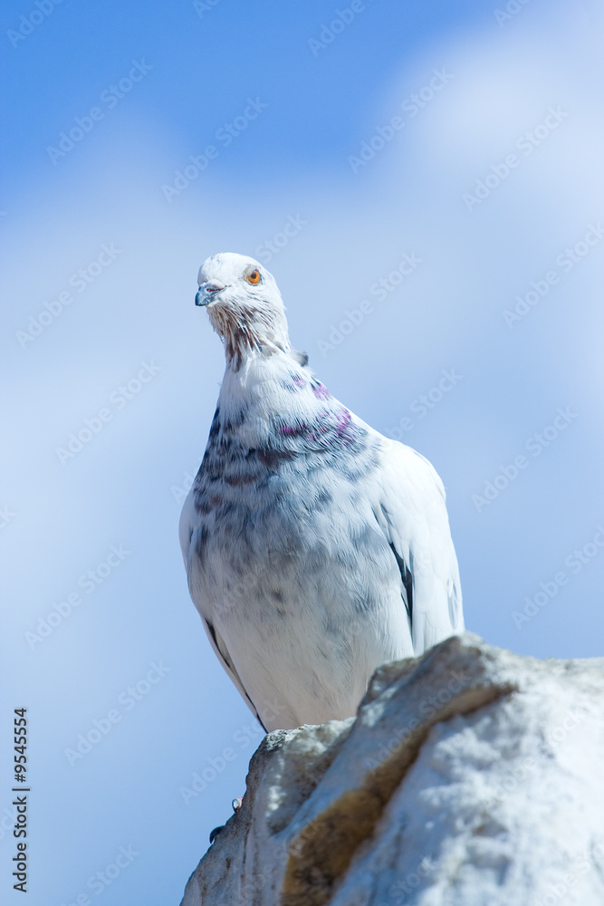 A white dove sitting on a rock against blue sky A white dove sitting on a rock against blue sky