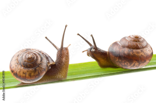 Small garden snail on a white background