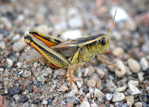 Macro of a grasshopper laying eggs in gravel