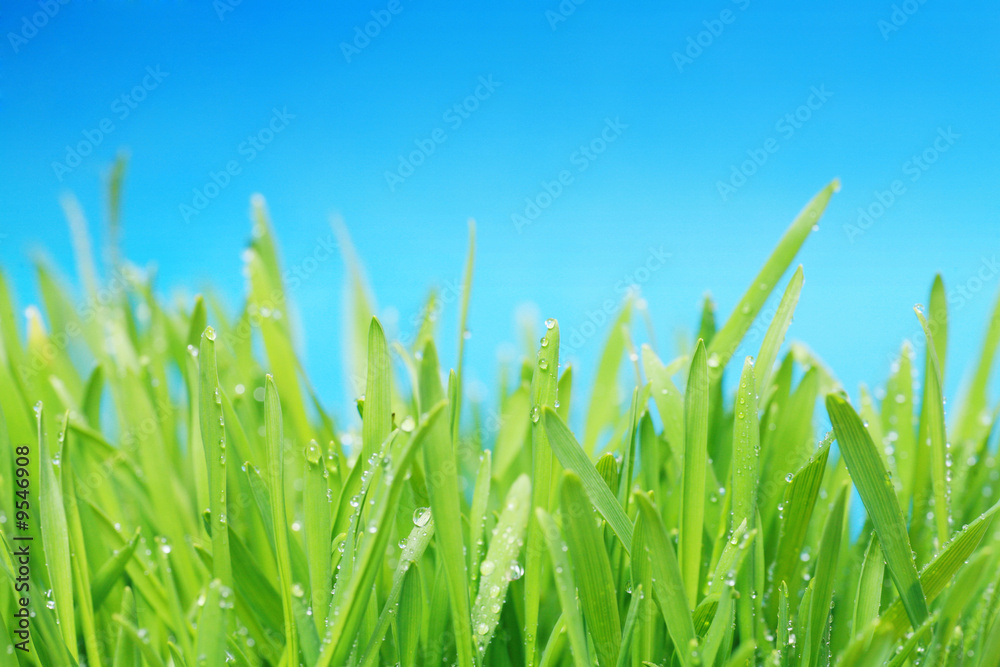 Obraz premium close-up of green grass...........