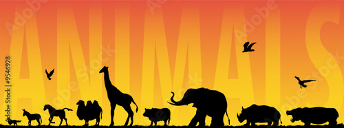 animals