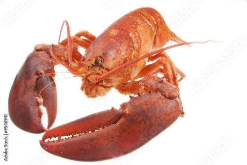 lobster on white