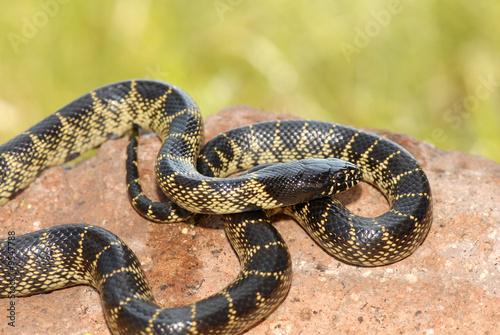This desert kingsnake was photographed in southern Arizona.