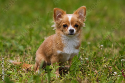 Chihuahua puppy on green grass