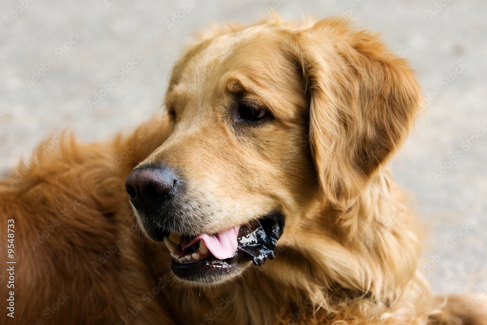 Golden Retriever dog in outdoor settings