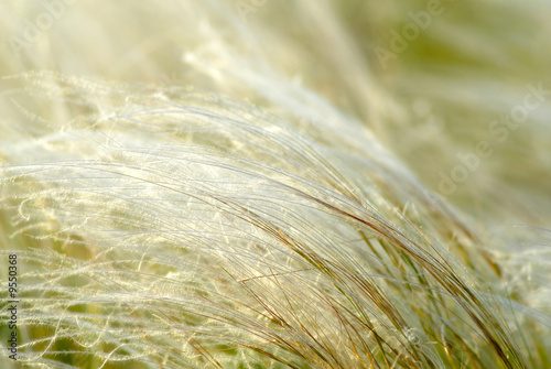 Bilde på lerret feather-grass steppe,  virgin site of  ground, close-up