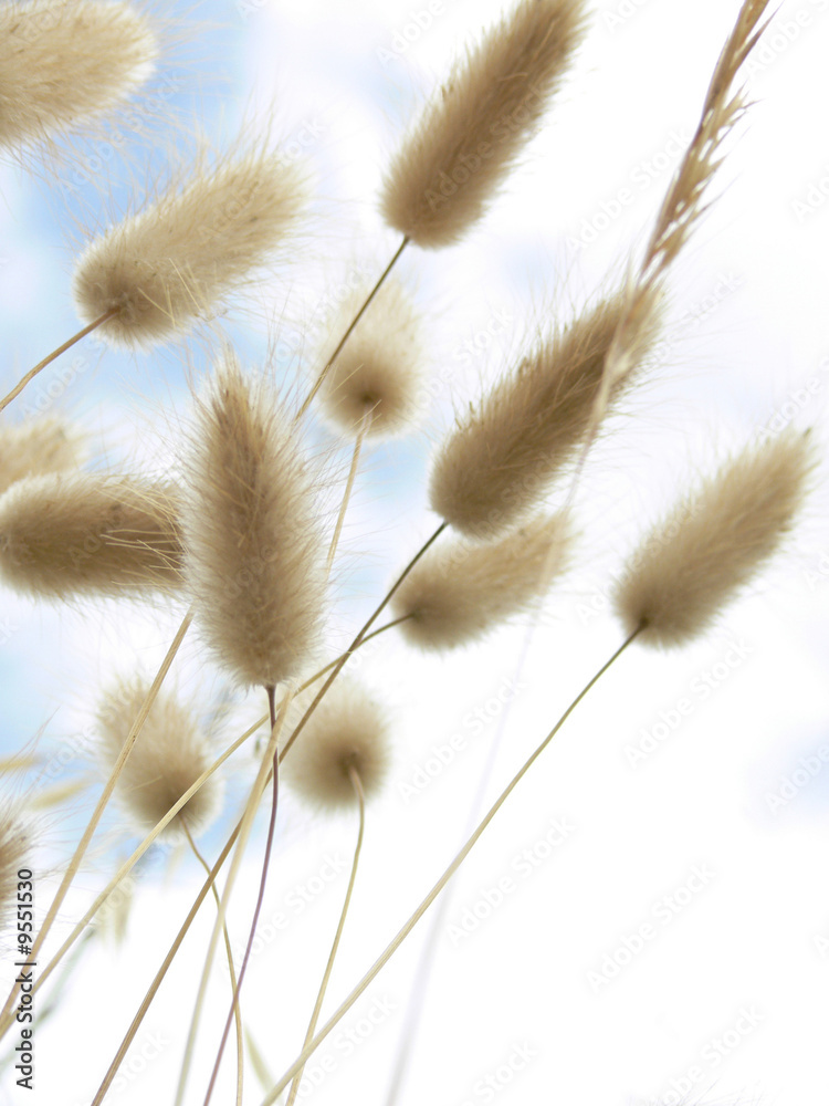 Obraz premium spighe