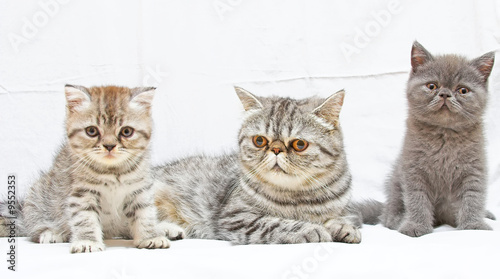 Fototapeta Naklejka Na Ścianę i Meble -  British Shorthair kitty