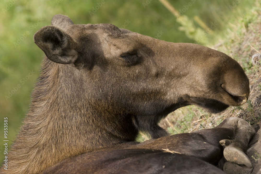 Moose (Alces alces) in Banff National Park Canada Moose (Alces alces) in Banff National Park Canada