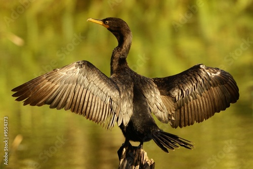 Cormoran vigua, Phalacrocorax olivaceus