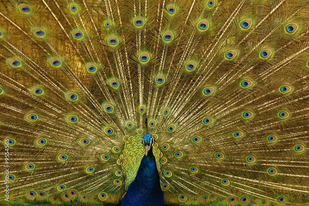 Naklejka premium Paon bleu, Pavo cristatus