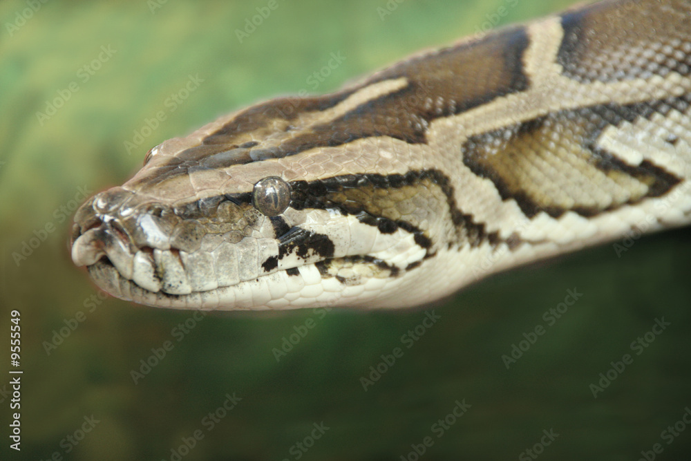 snake snake