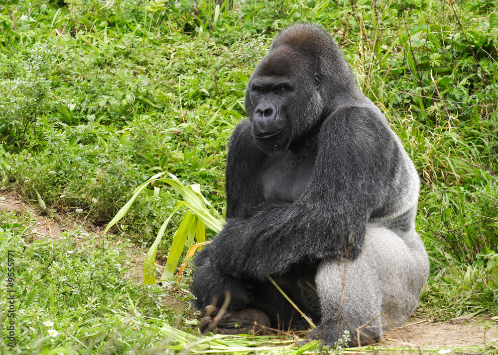 An adult silverback male gorilla feeding on vegatation An adult silverback male gorilla feeding on vegatation