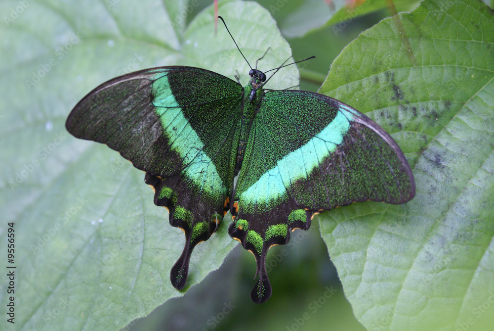Obraz premium Green banded peacock-tropical butterfly