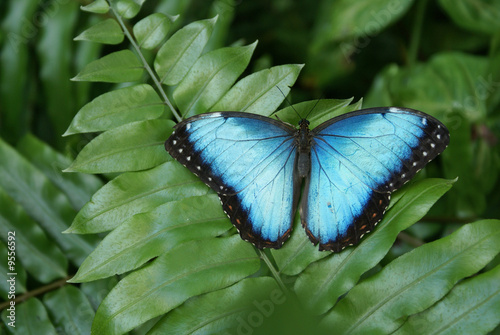 Common Blue Morpo Tropical Butterfly