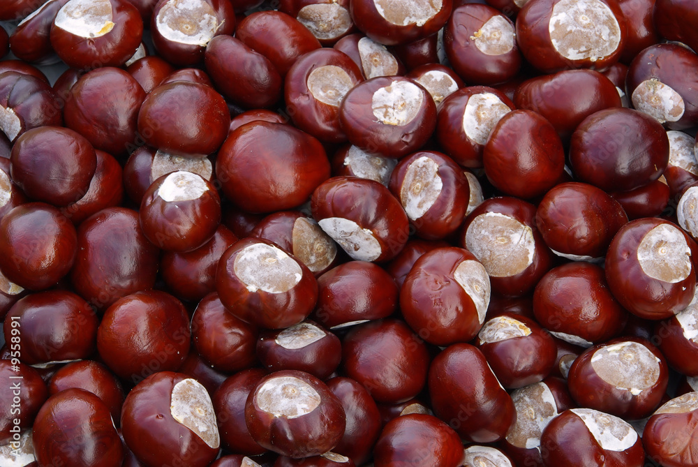 Kastanie - conker 18 Kastanie - conker 18