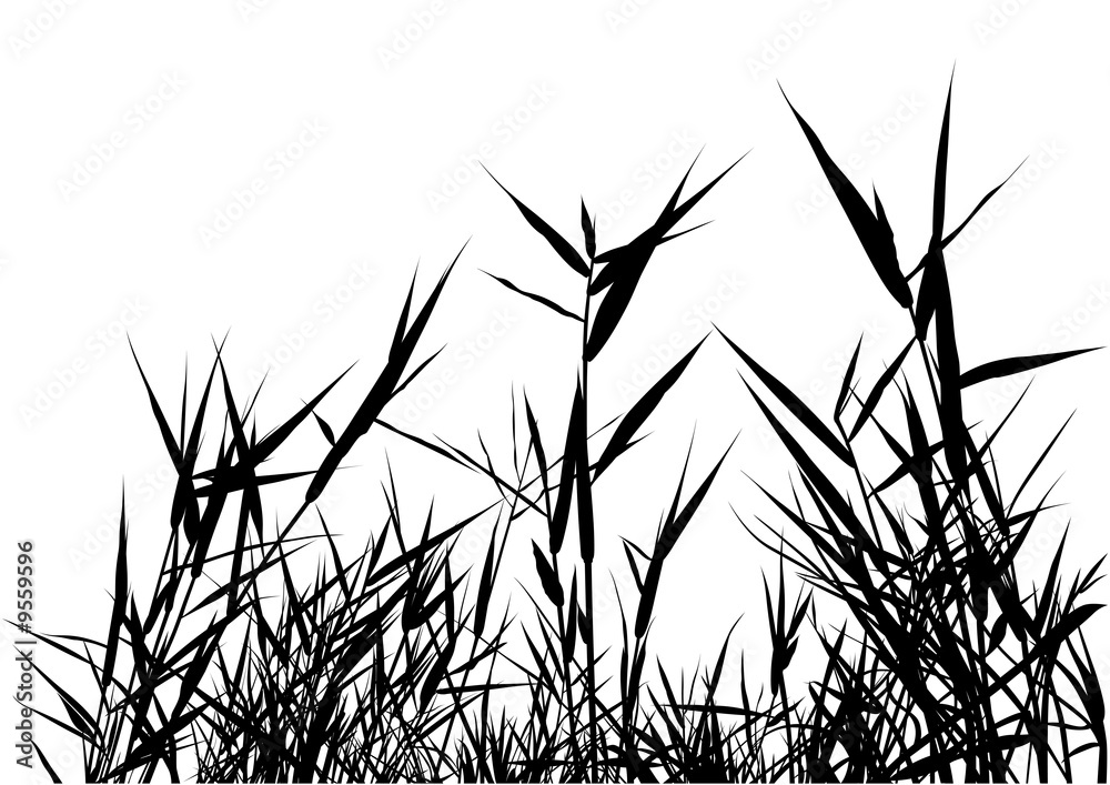 Grass Silhouette 03 - detailed illustration - obrazy, fototapety, plakaty 