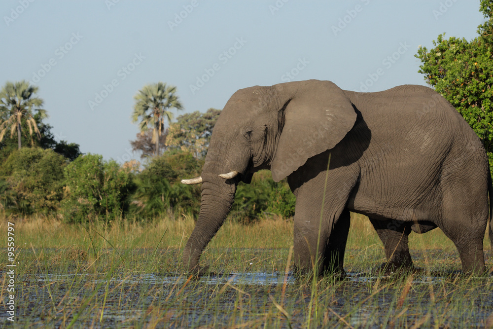 Obraz premium Elefant im Okavango Delta, Botswana