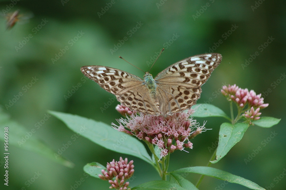 Obraz premium farfalla