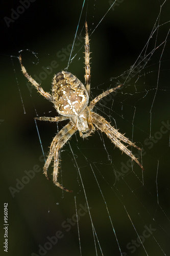 arachnophobe araignée insecte peur répignan crainte piqûre toile