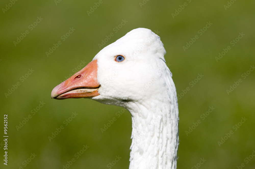 Duck Head Duck Head