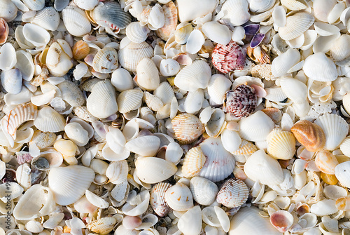 Shells Background © HerrBullermann