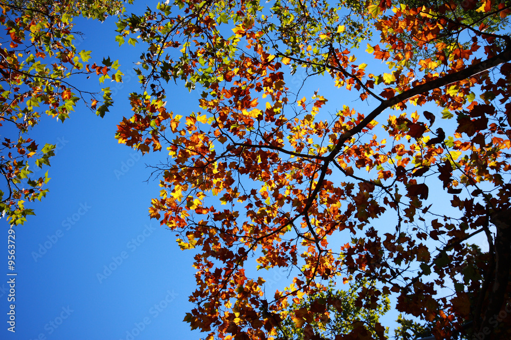 leafs on treebranches set against blue sky in autumn, leafs on treebranches set against blue sky in autumn,