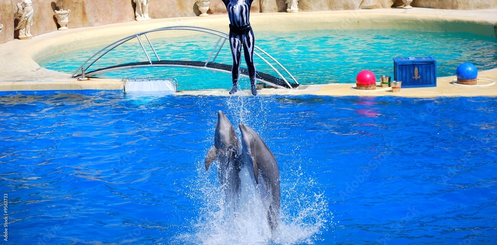 dauphin qui sautent avec une personne