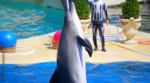 dauphin qui saute
