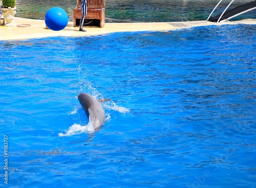 dauphin avec ballon 2