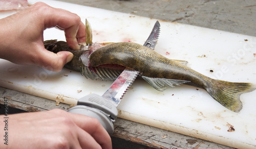 Close up of fish being cleaned - fillet