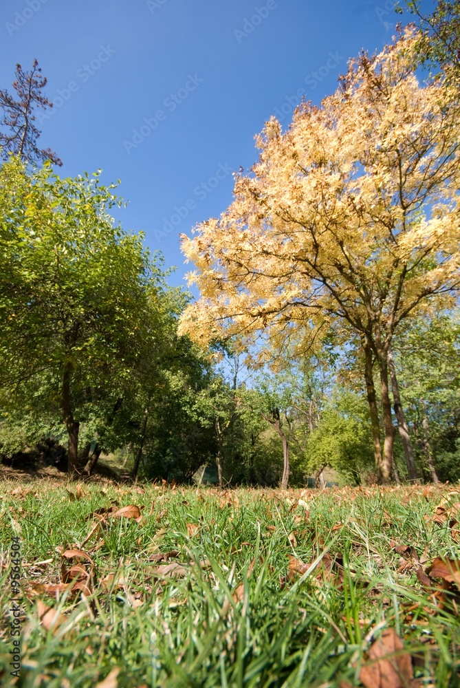 Green field and Autumn trees Landscape.. Green field and Autumn trees Landscape..