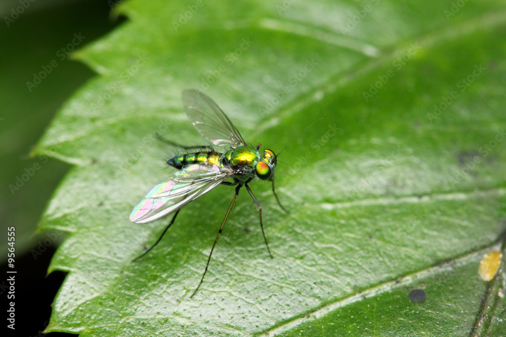 Close up of a long legged fly stand on green leaf. Close up of a long legged fly stand on green leaf.