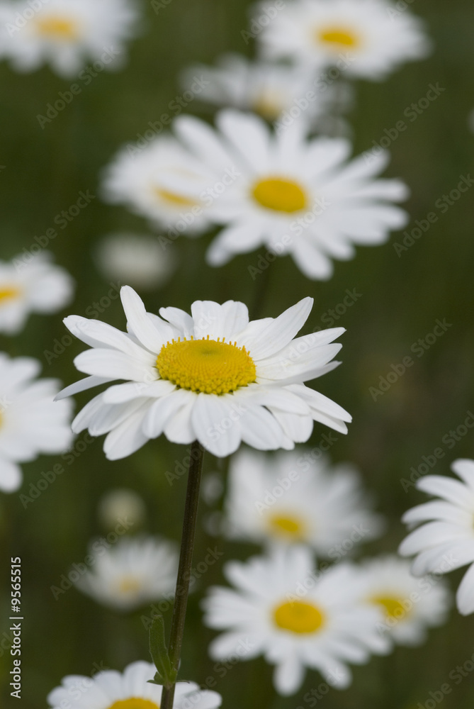 Fototapeta premium Margeritten auf Wiese