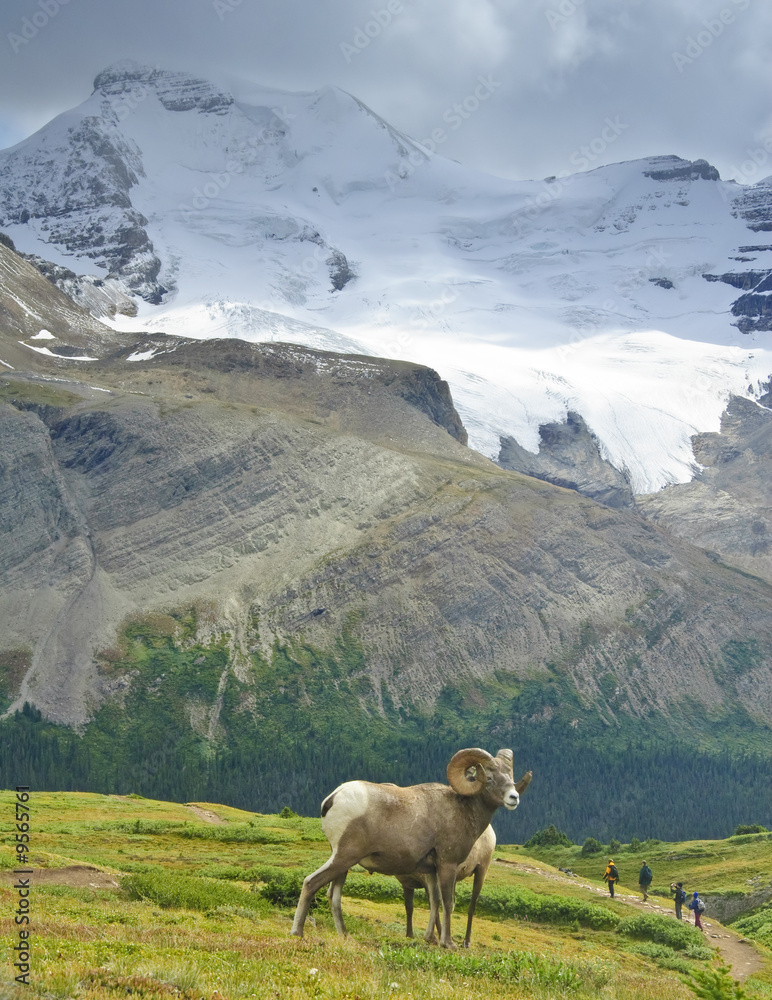 Obraz premium big horn sheep
