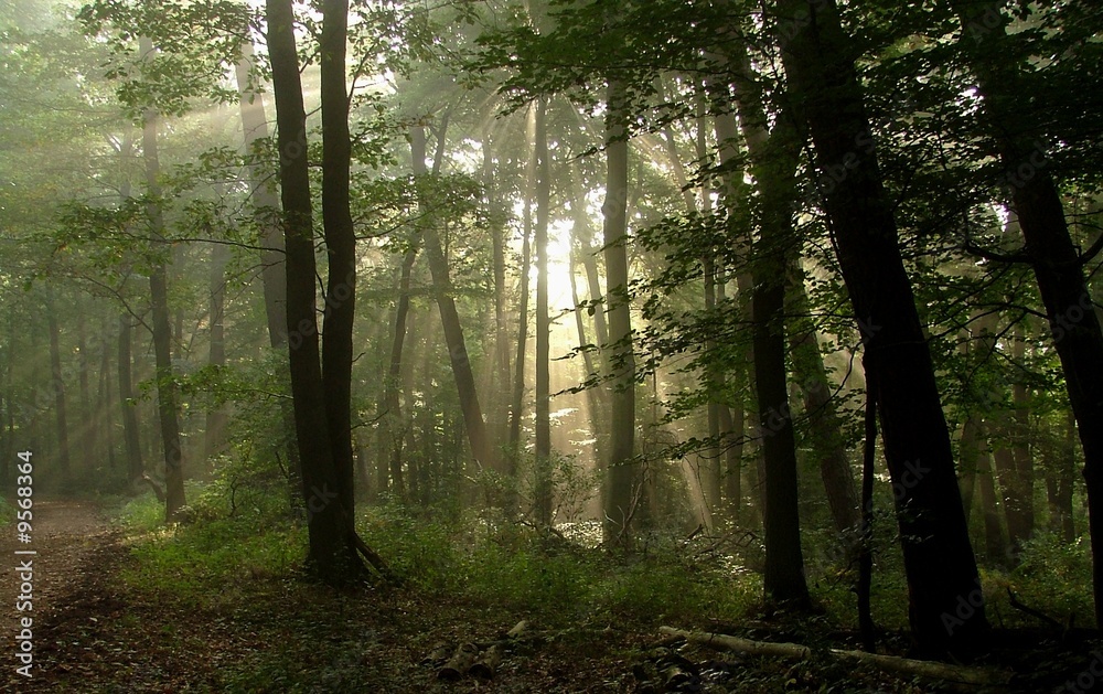 Fototapeta premium Sonnenstrahlen im Wald