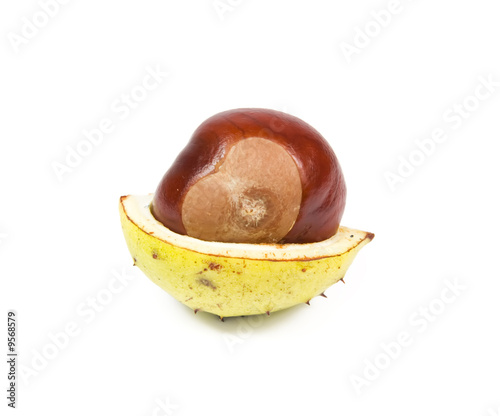 Chestnut with yellow shell isolated on white