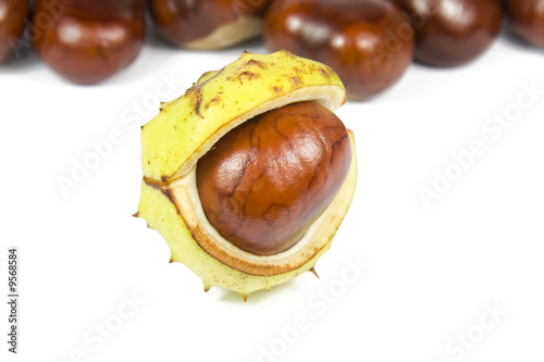 Brown chestut in yellow shell onver white