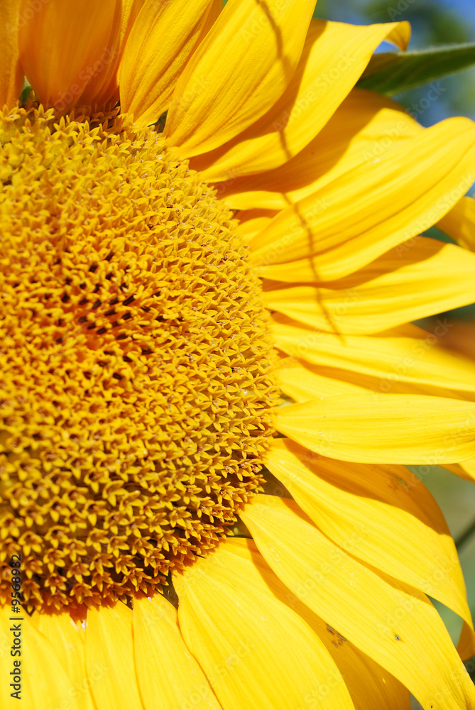 beautiful sunflower plants on a clear sky