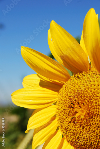 beautiful sunflower plants on a clear sky