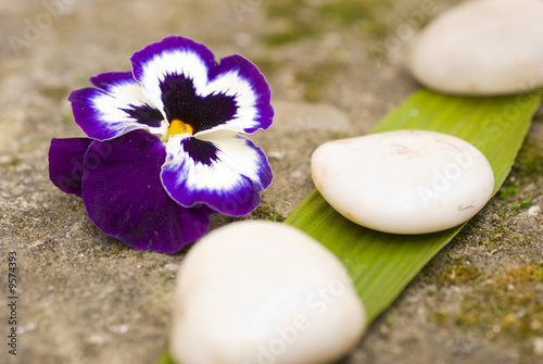 zen Aromatic flower and stones