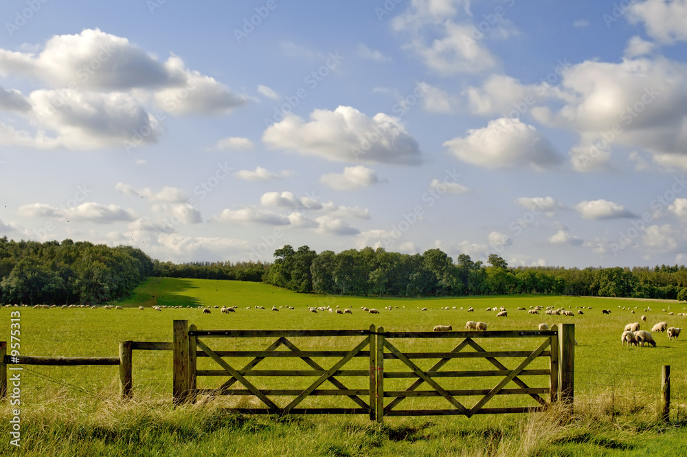 Obraz premium a herd of sheep in a field on an estate